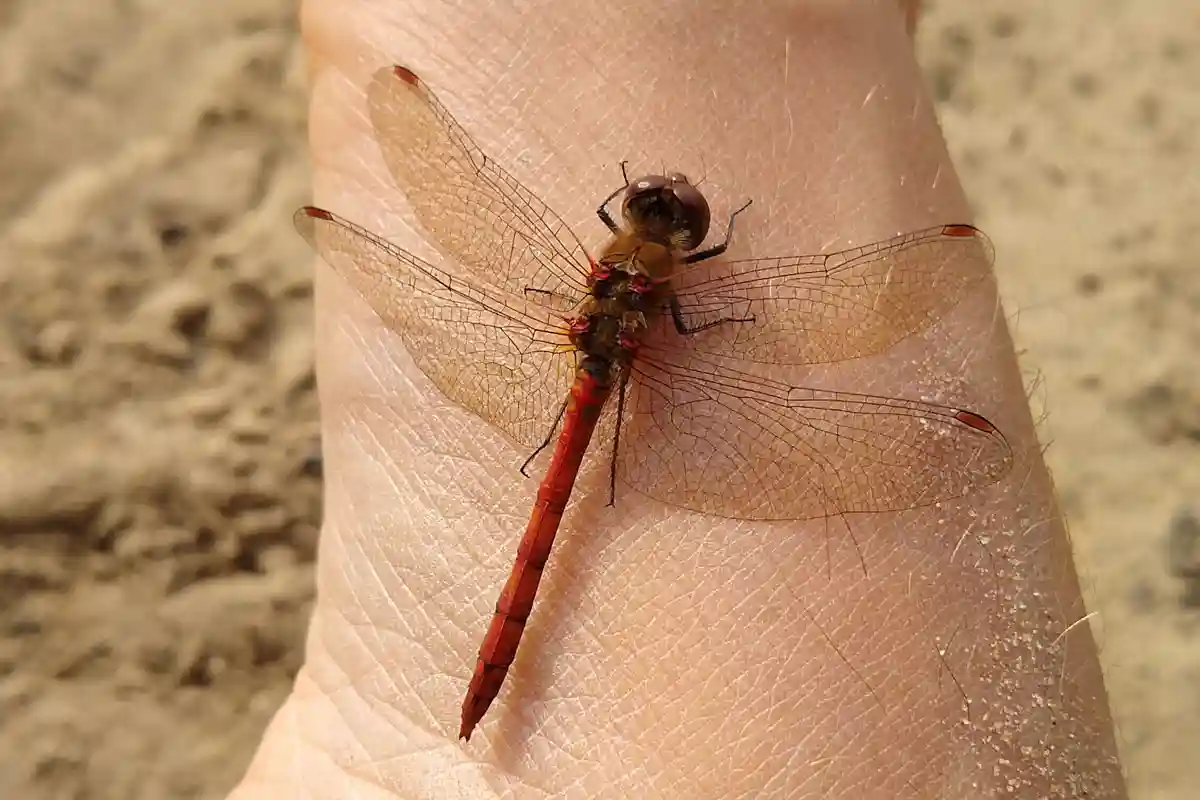 Rote Libelle sitzt auf einer Hand, ein faszinierender Moment der Naturbeobachtung im Wildniscamp von Wildnispfade.