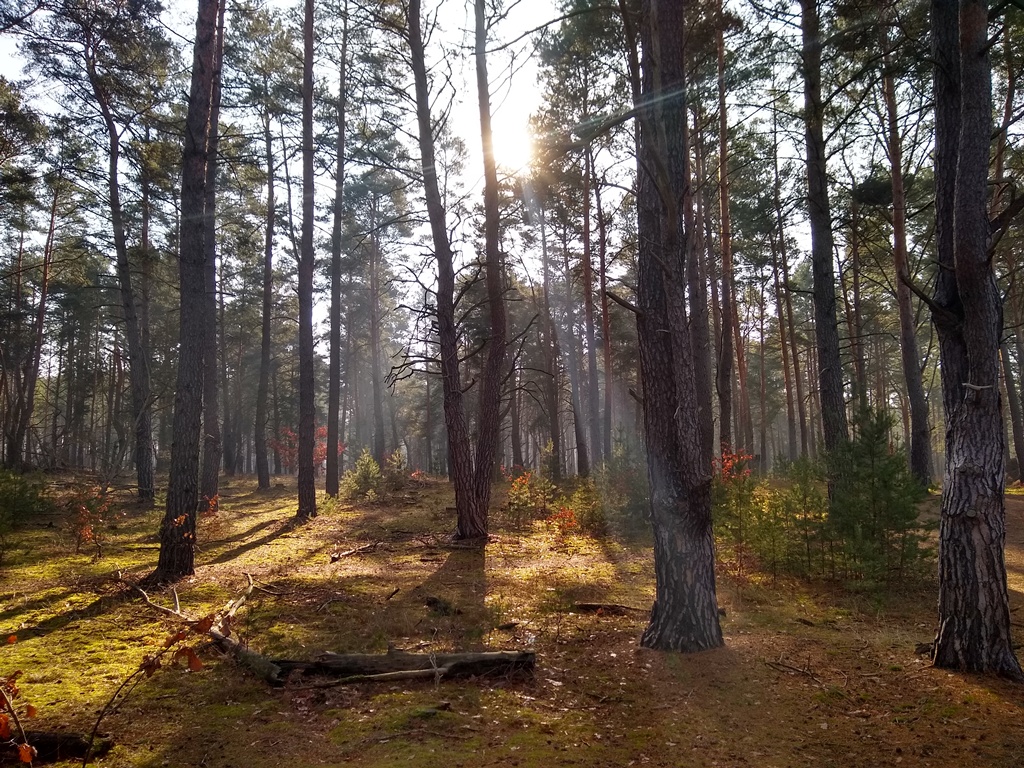 Wald mit Kiefern und Moos