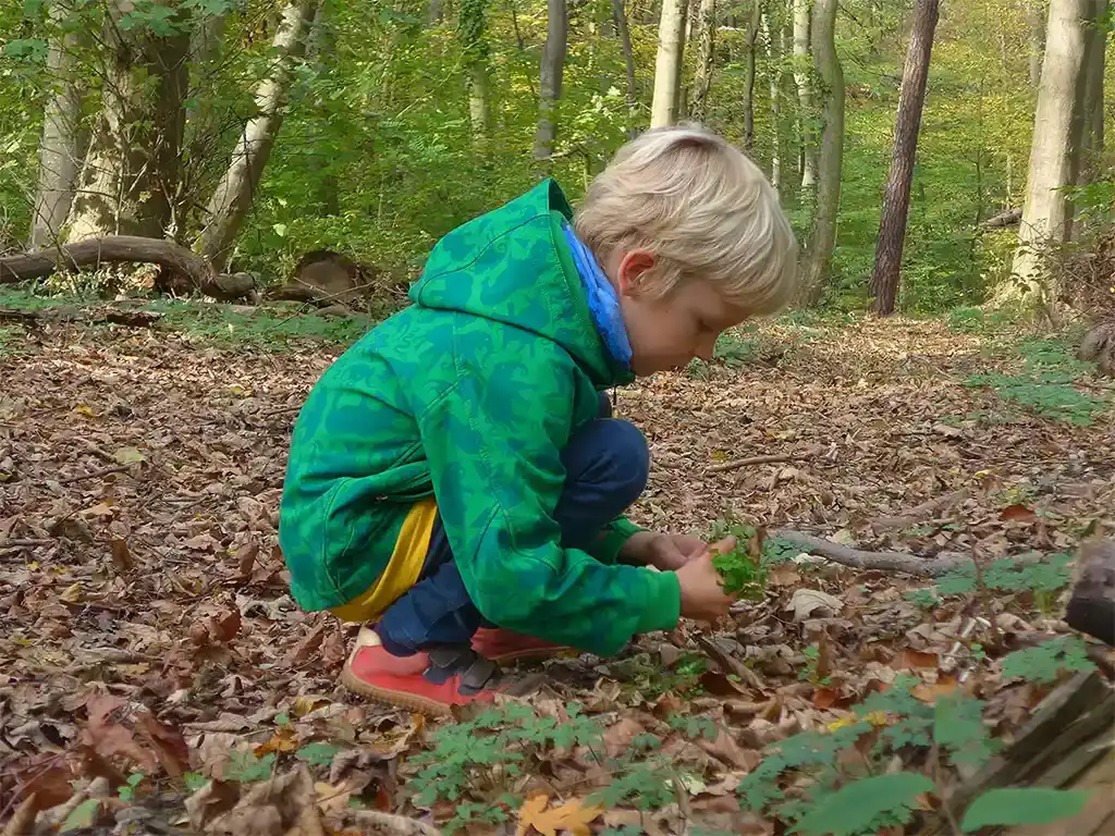 Ein Junge sammelt Wildkräuter im Wald.