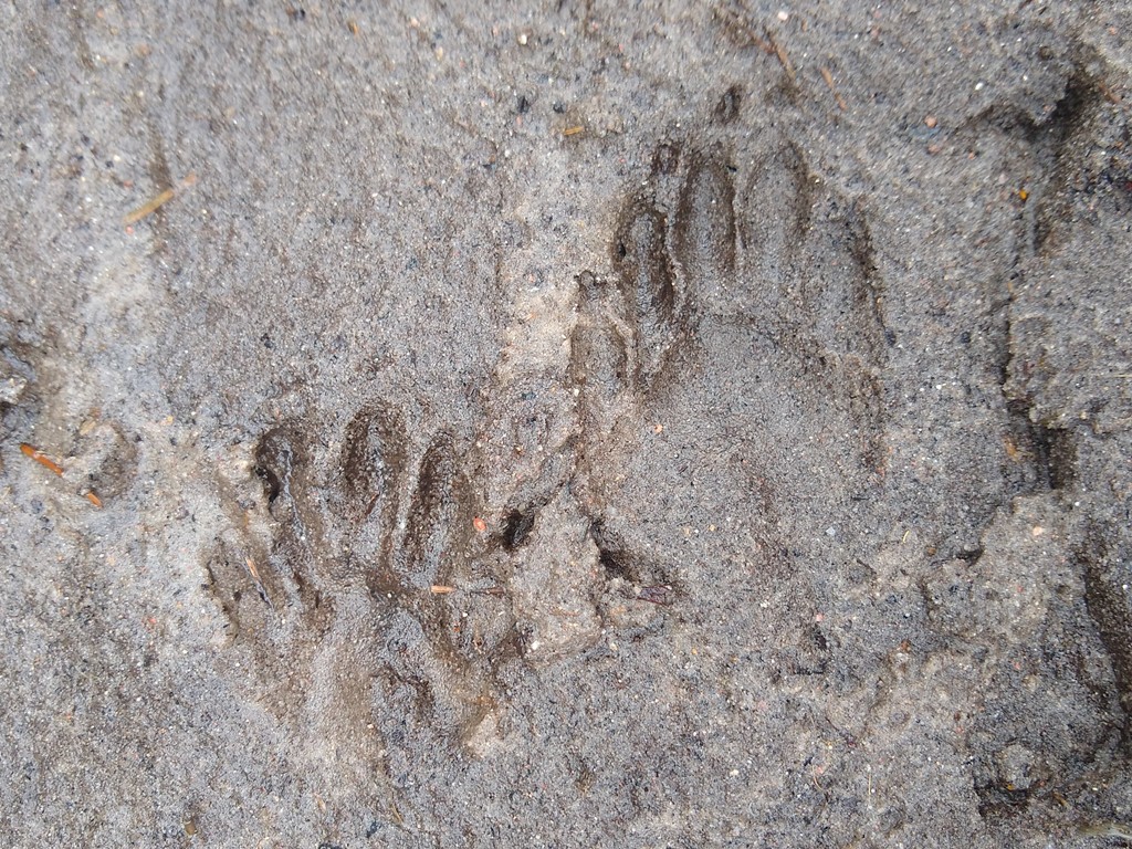 Fußabdruck eines Waschbären im Matsch