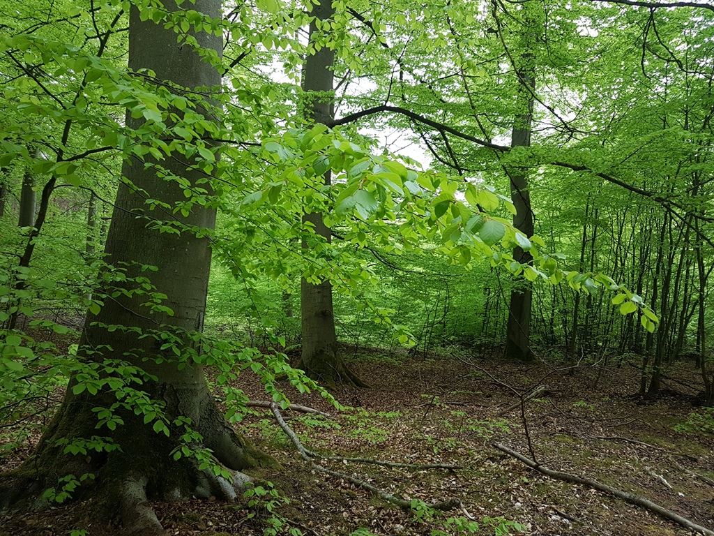 eine Buche im Frühlingswald